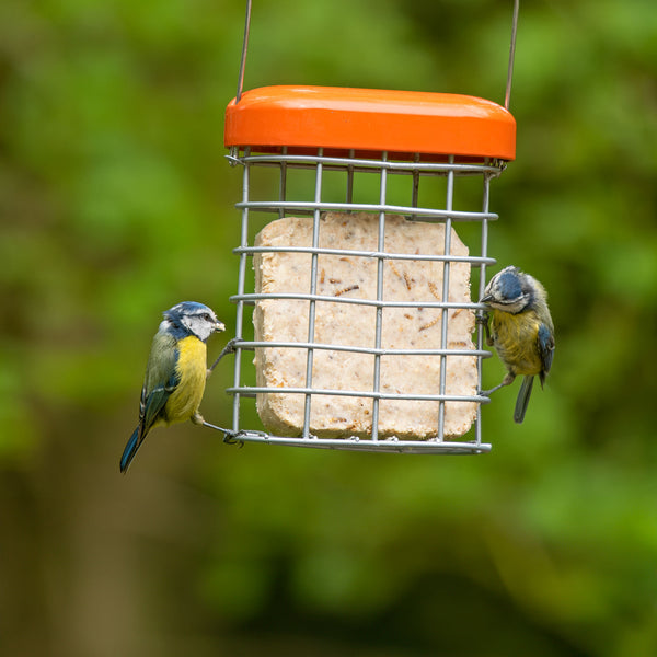 Blue Tits eating a suet cake