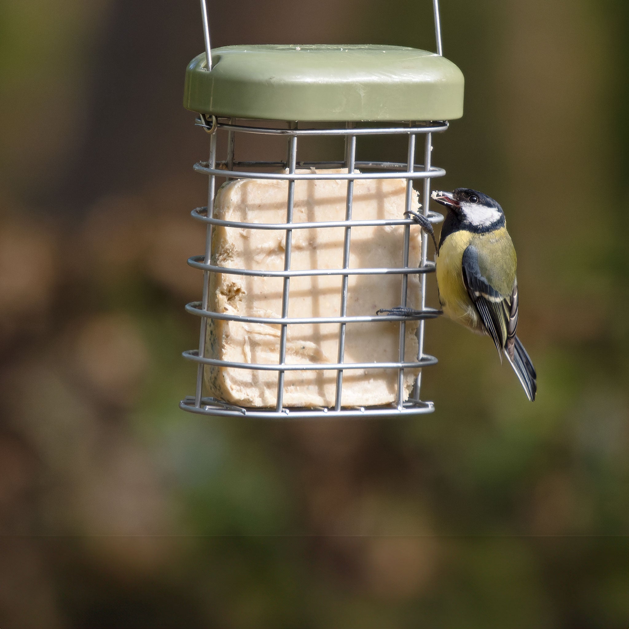 Great Tit eating a suet in feeder