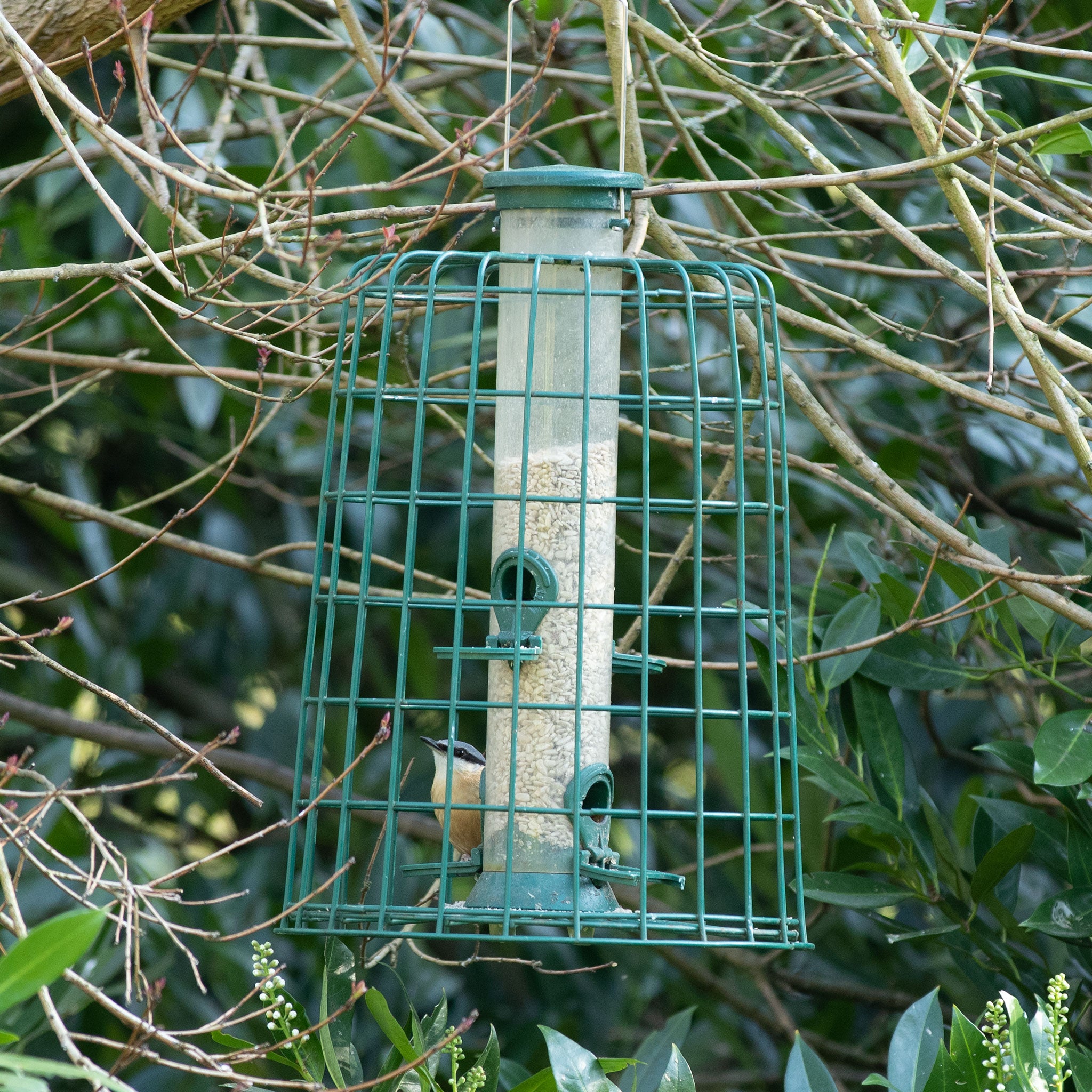 Garden bird in a caged seed feeder