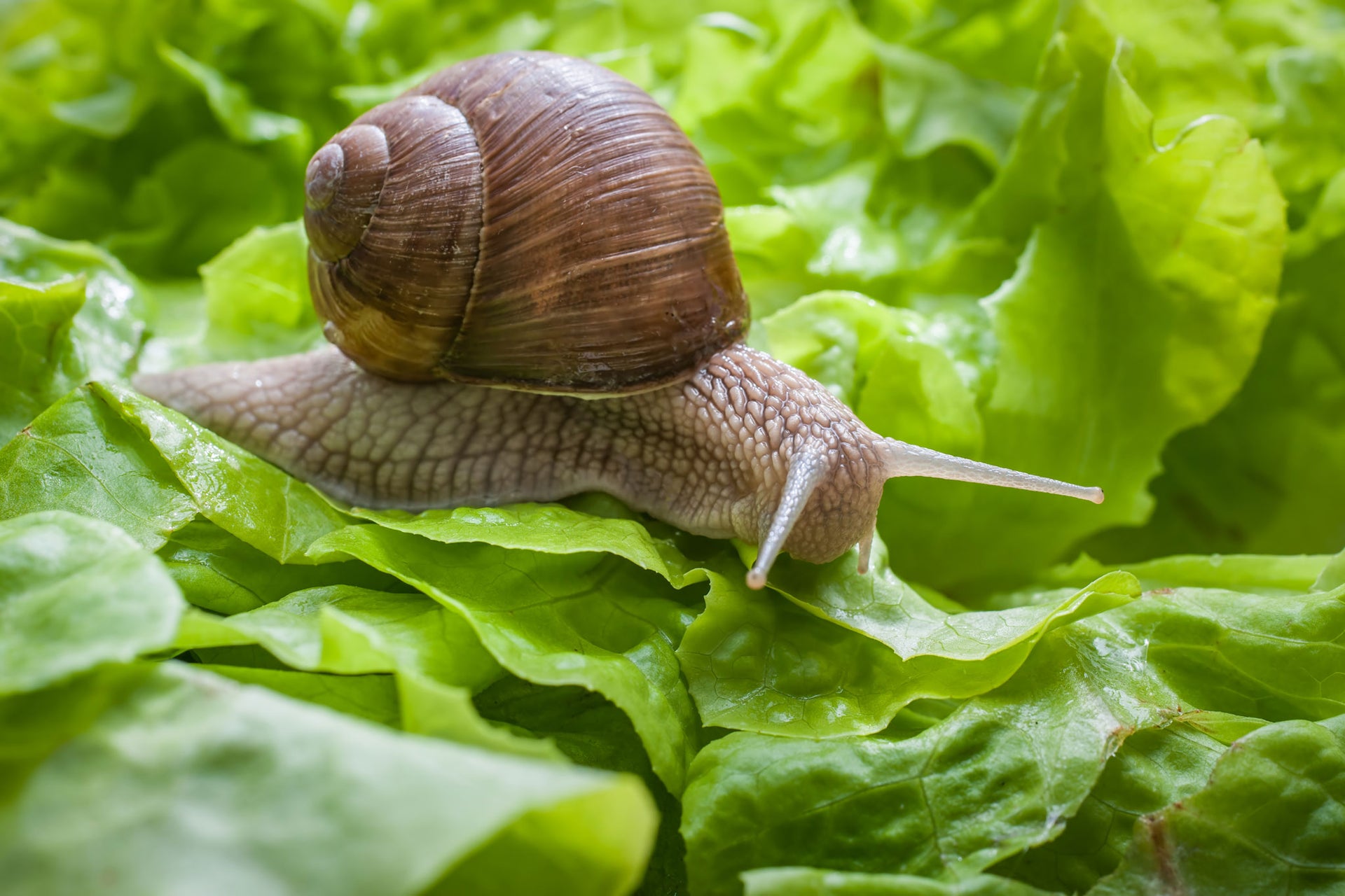 Snail on a lettuce