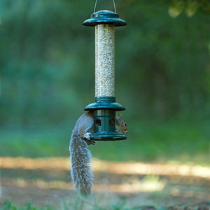 Squirrel Buster Evolution; Squirrel Buster Evolution Squirrel Proof; Squirrel Buster Evolution Bird Feeder; Squirrel Buster Evolution Seed Feeder