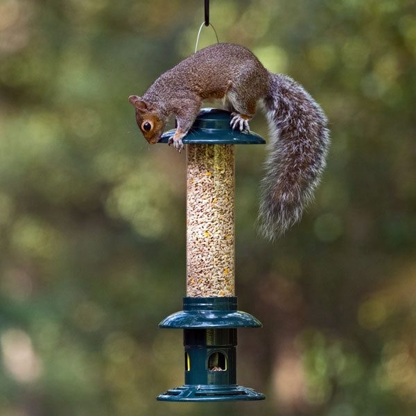 Squirrel Buster Evolution; Squirrel Buster Evolution Squirrel Proof; Squirrel Buster Evolution Bird Feeder; Squirrel Buster Evolution Seed Feeder