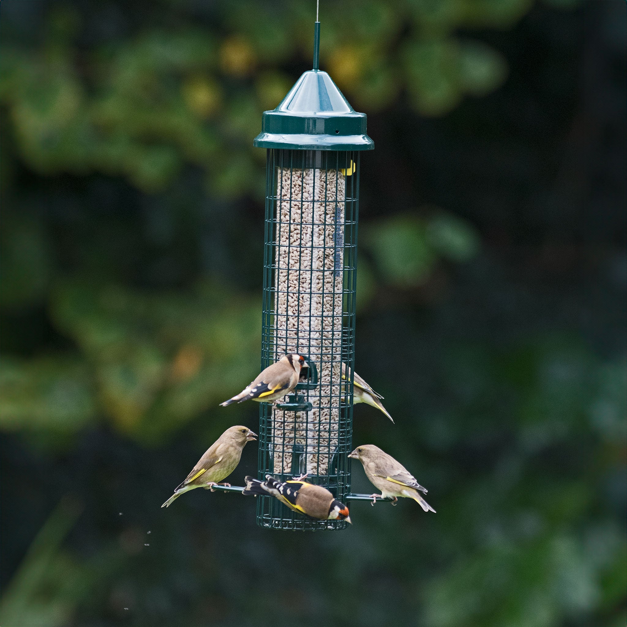 Finches on a squirrel buster feeder