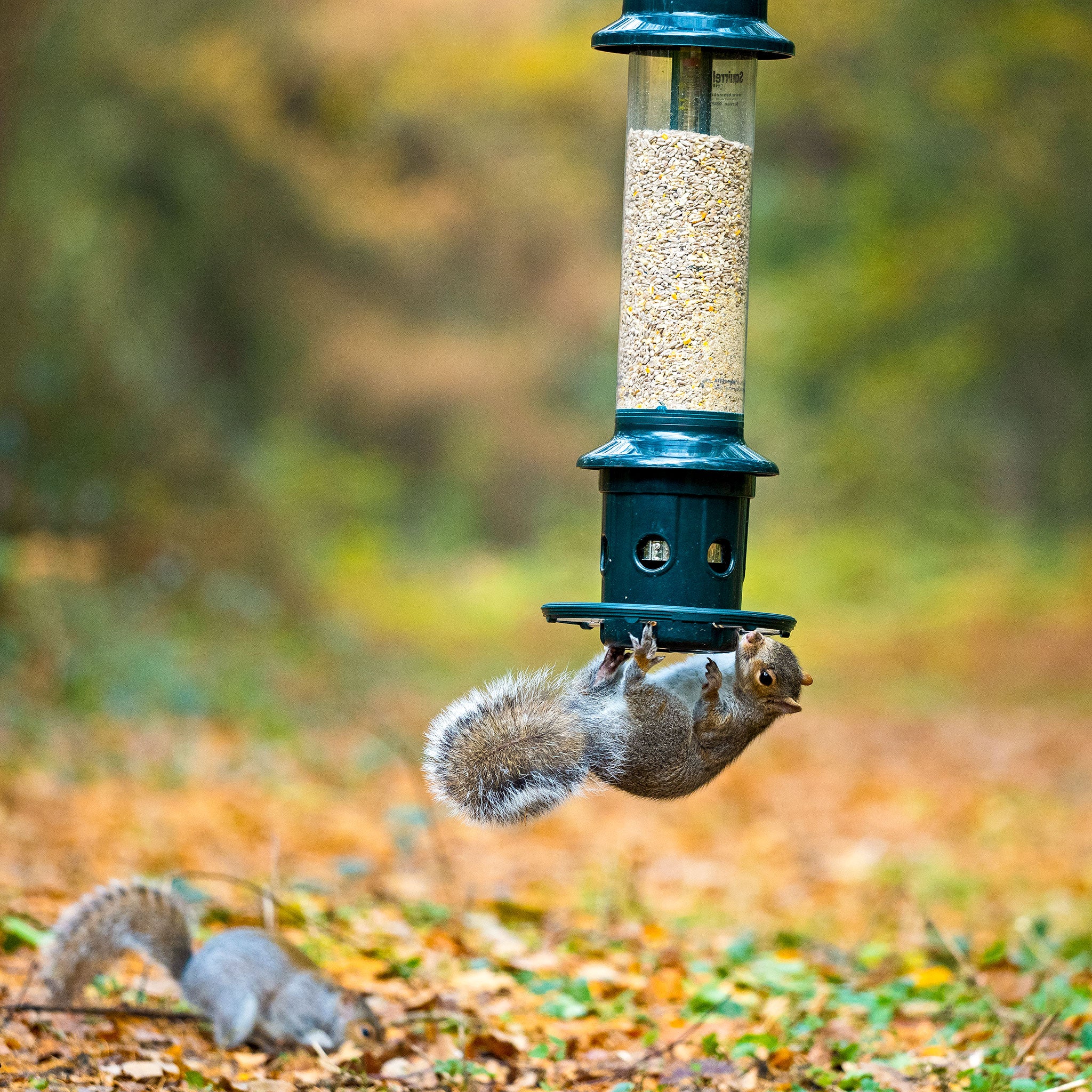 Grey Squirrel hanging onto feeder