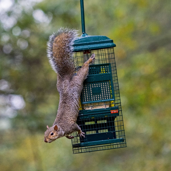 Squirrel Buster Suet Feeder;Squirrel Buster Suet Feeder;Squirrel Buster Suet Feeder;Squirrel Buster Suet Feeder