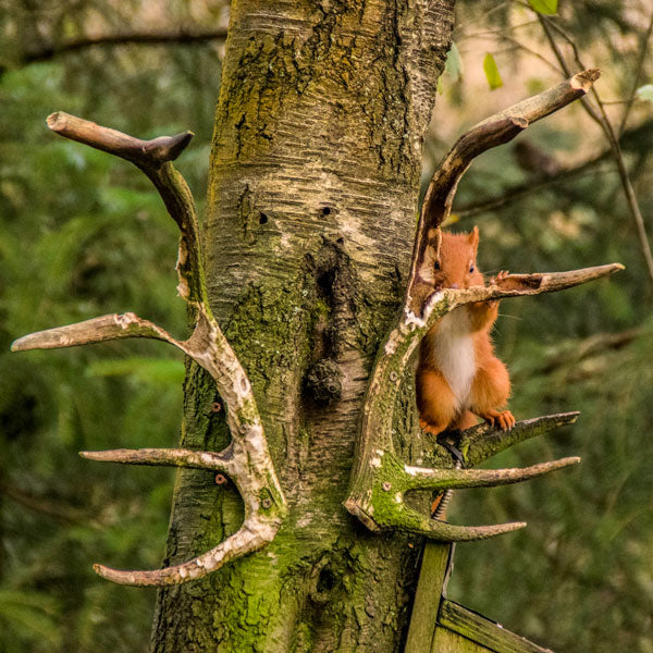 Red squirrel chewing on antlers for calcium