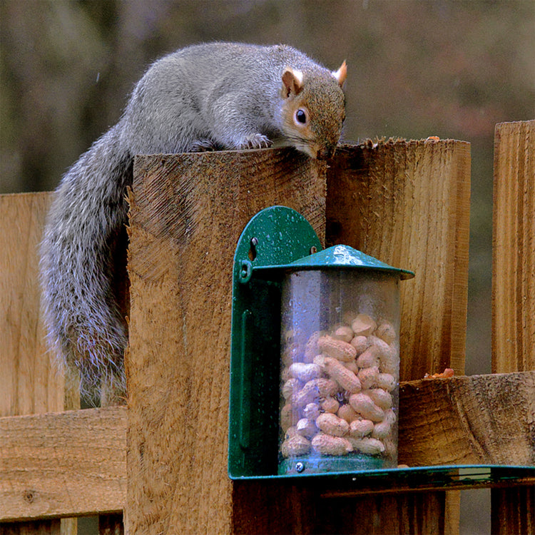 Grey Squirrel on fence going towards feeder full of nuts