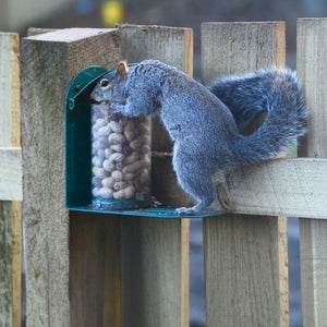 Grey Squirrel leaning into feeder full of nuts