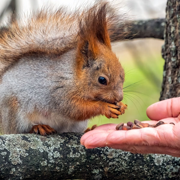 Pine Nuts; Squirrel eating pine nuts