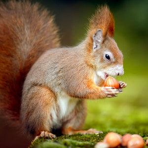 hazelnuts for red squirrels