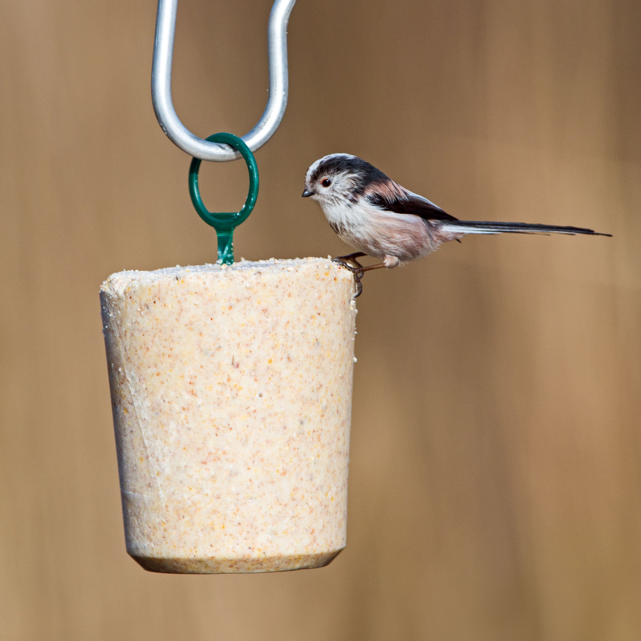 Long-tailed tit enjoying a suet tub cake