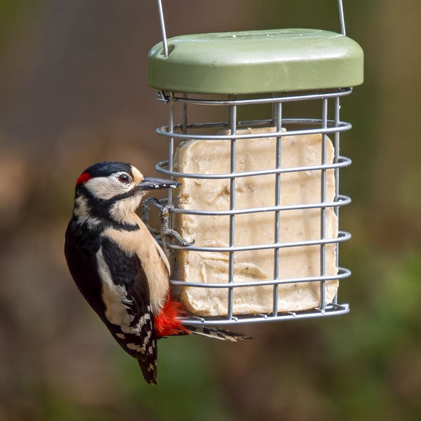 See the Difference Mixed Bird Food Cakes; Rich Moist See the Difference Suet Cakes; Woodpecker feasting on a suet cake