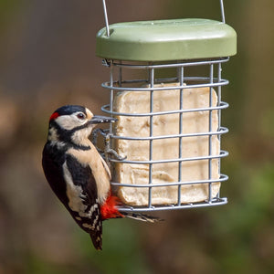 See the Difference Peanut Suet Cakes; Blue Tits Feasting on Peanut Suet Cake