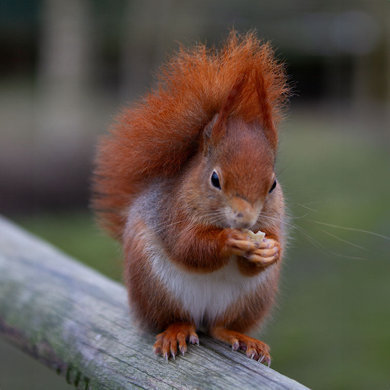 Walnut Kernels