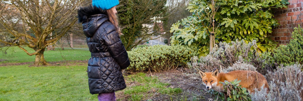 Girl looking at a fox in a garden