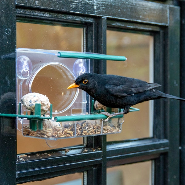 Meripac Complete Window Feeder with 2x Fat Ball Holders; Blackbird on window feeder; Robin close to view on window bird feeder
