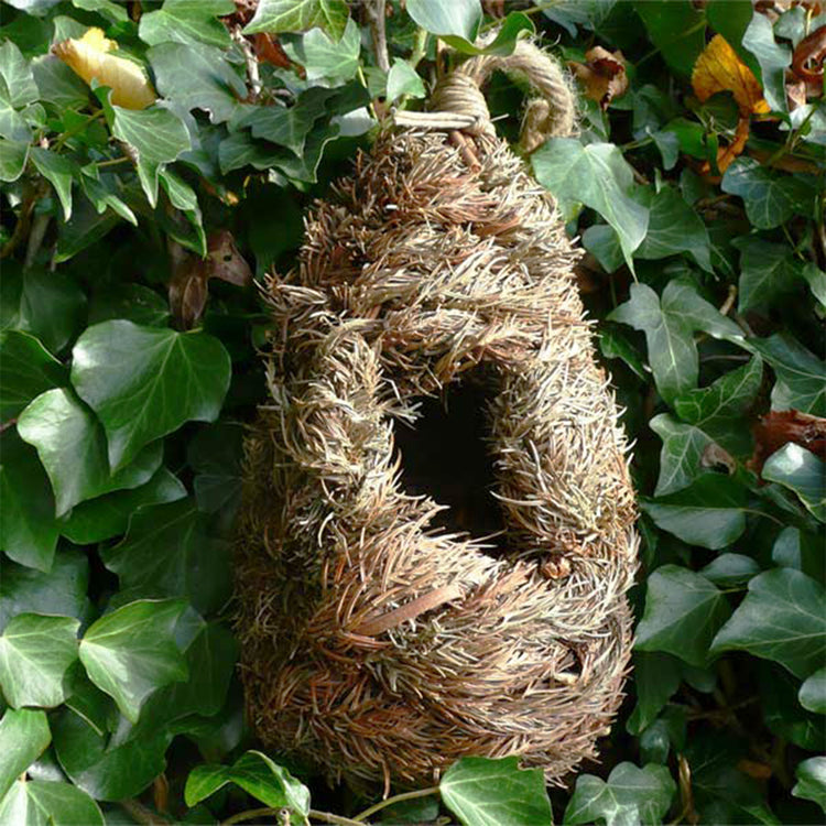 Bird roosting pouch in an ivy bush 