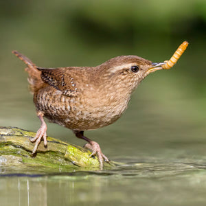 Wren eating mealworms