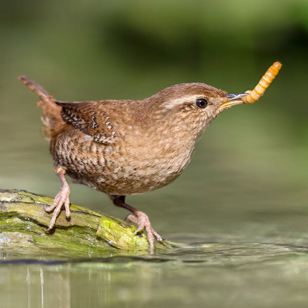 Wren eating mealworms