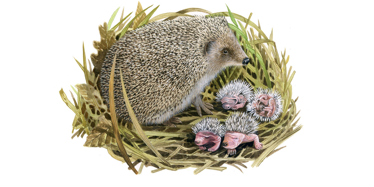 The Hedgehog Year All About Hedgehogs In Your Garden Ark