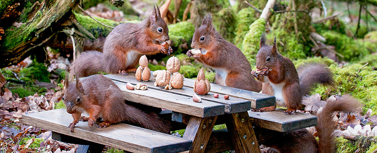 https://www.arkwildlife.co.uk/wp-content/uploads/2020/03/red-squirrel-picnic1.jpg